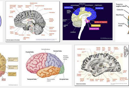 brain-images